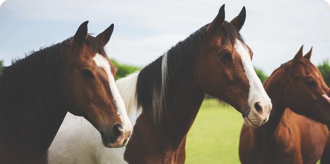 Caballos