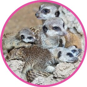 Un cachorro de suricata muy mono rodeado por su familia.