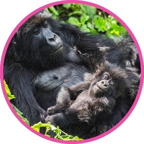 Una familia de gorilas salvajes se relaja en la selva.