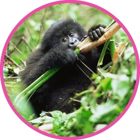Un gorila bebe agua en la selva.