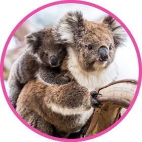 Un adorable koala lleva a su bebé en la espalda.