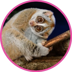 Un loris perezoso muy mono observa el entorno en su hábitat natural.
