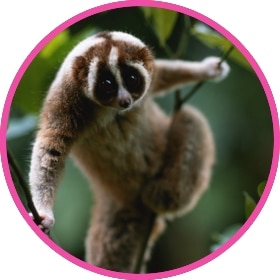 Un loris perezoso trepa a un árbol en su hábitat natural.