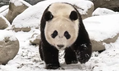 Un panda solitario camina en su hábitat.