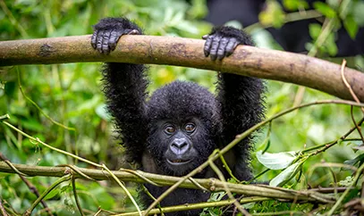 Una cría de gorila cuelga de un árbol.