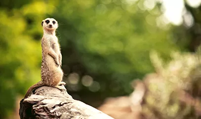 Una suricata en su hábitat natural.