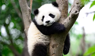 Un panda gigante abraza un árbol en su hábitat natural.