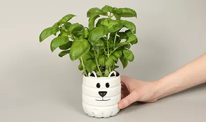 Una maceta con forma de oso polar y una planta de albahaca.