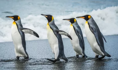 Cuatro pingüinos emperador se dirigen al agua.