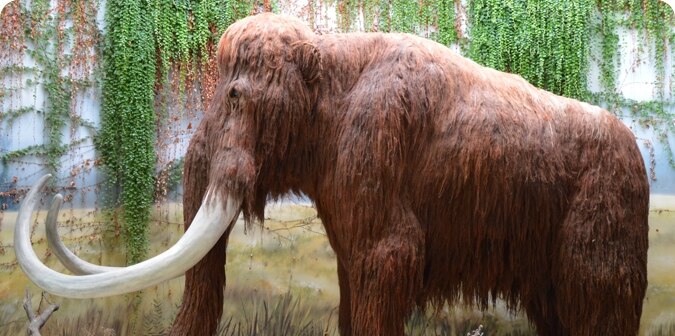 Mamut lanudo