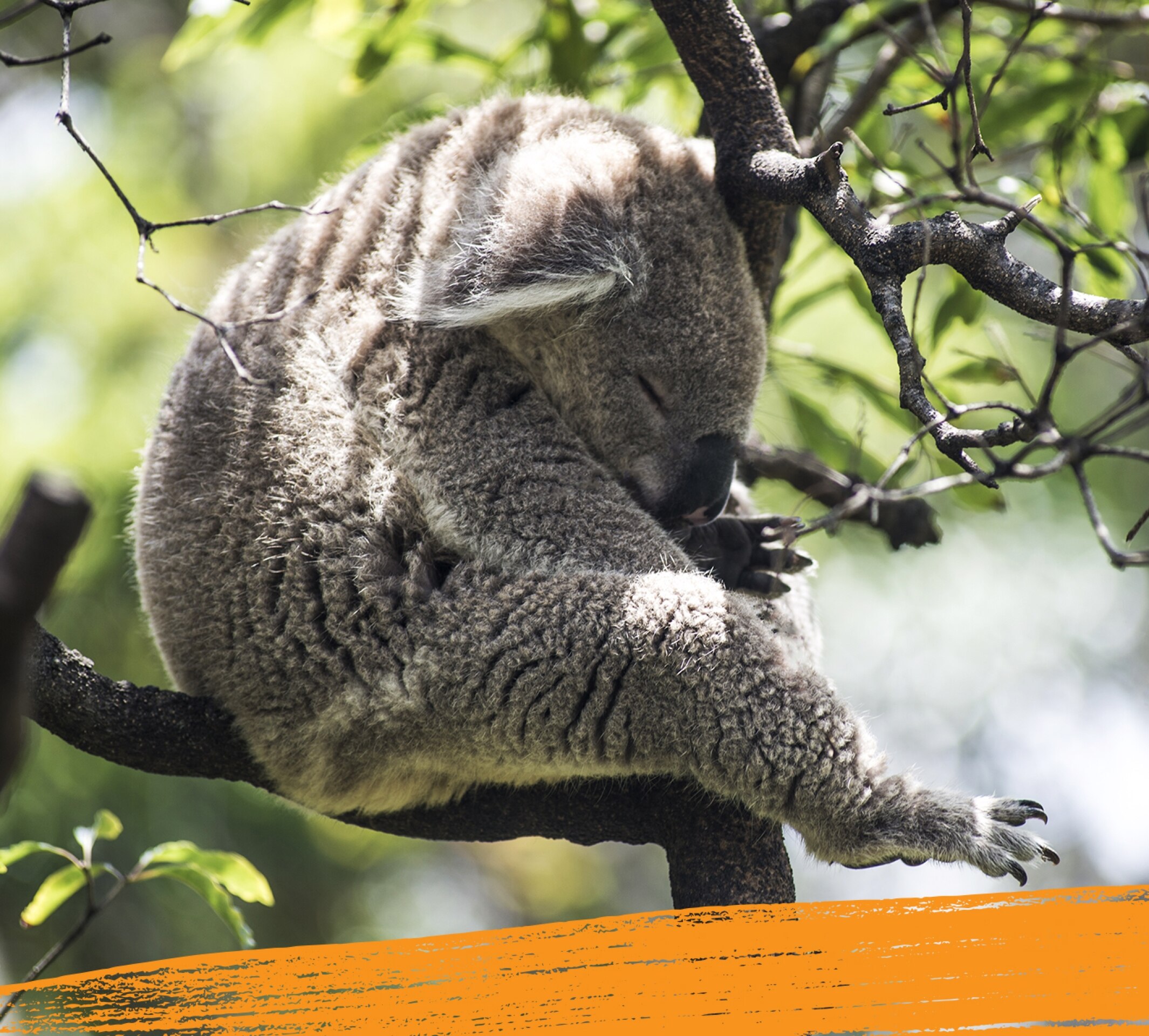 Un adorable koala duerme en un árbol.