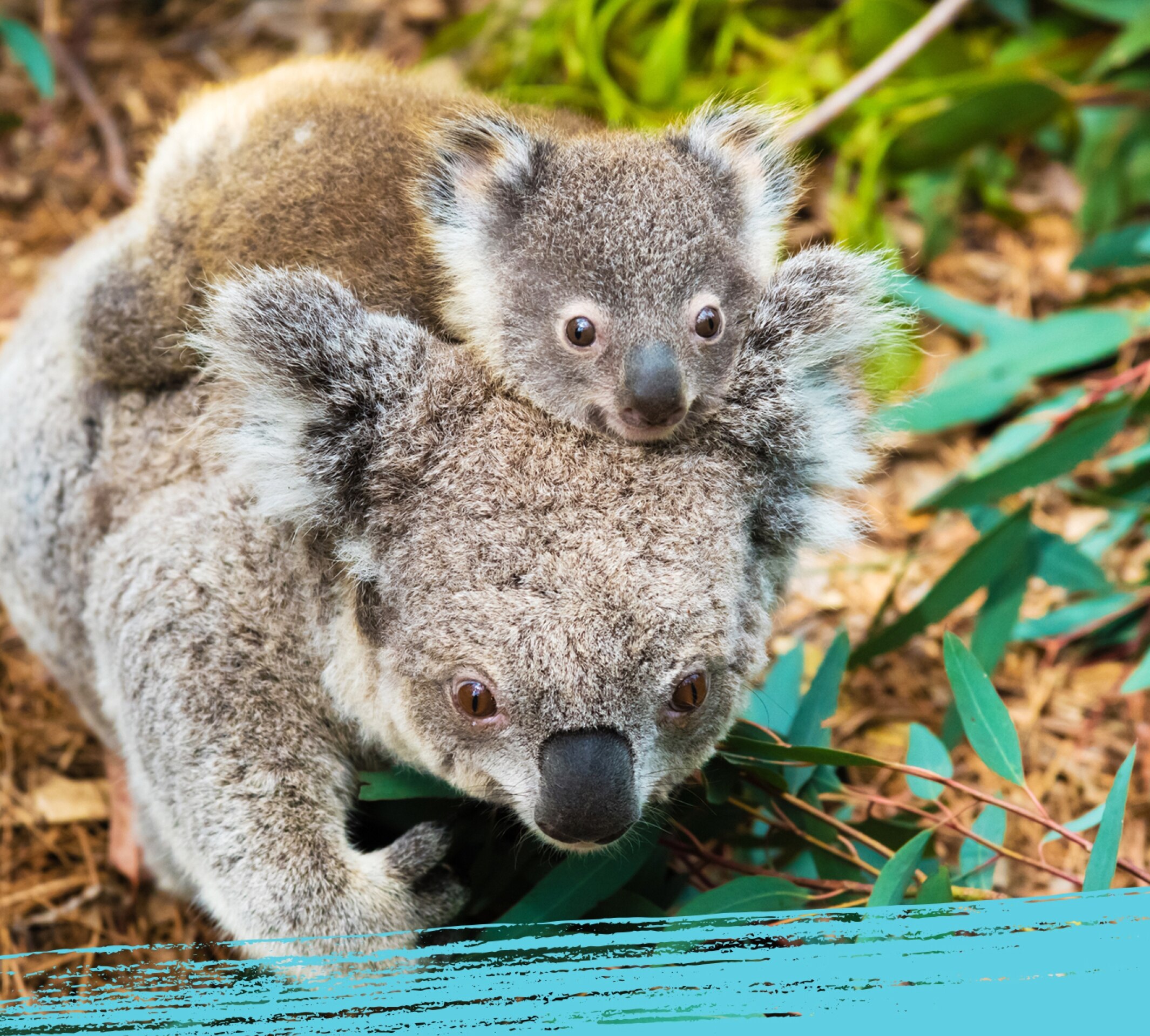 Una mamá koala y su cría en Australia, su hábitat natural.