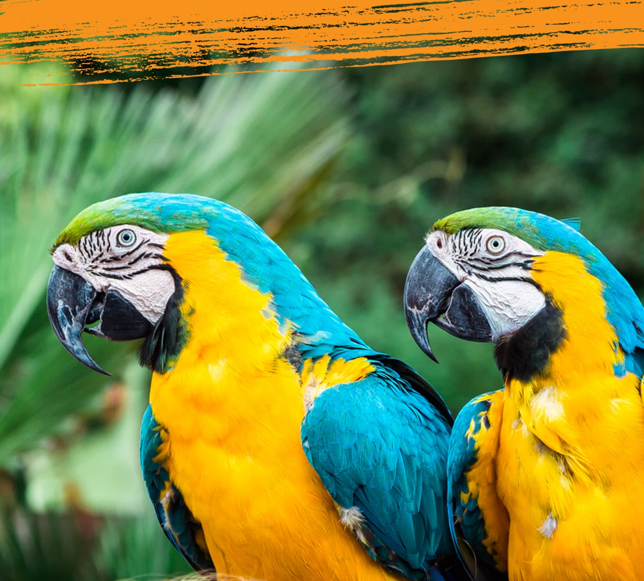 Dos guacamayos de color azul y dorado se miran mutuamente.