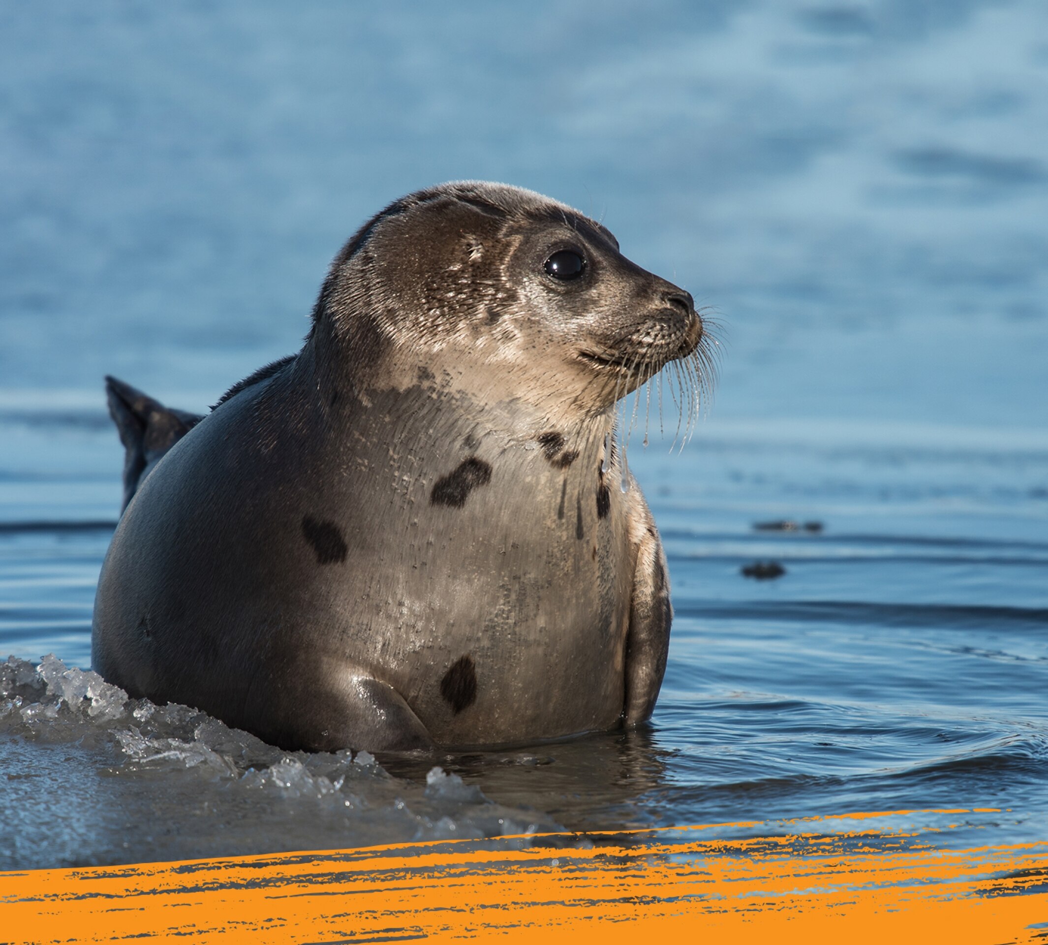 Una foca pía emerge del agua.