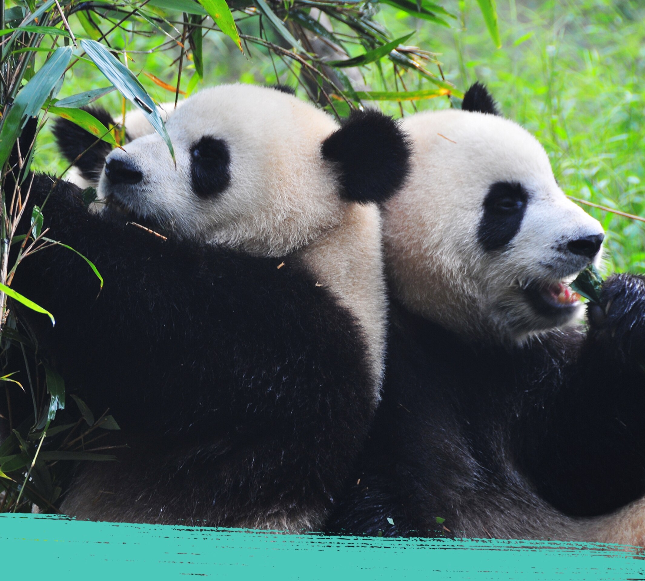 Un grupo de pandas gigantes en su hábitat natural.