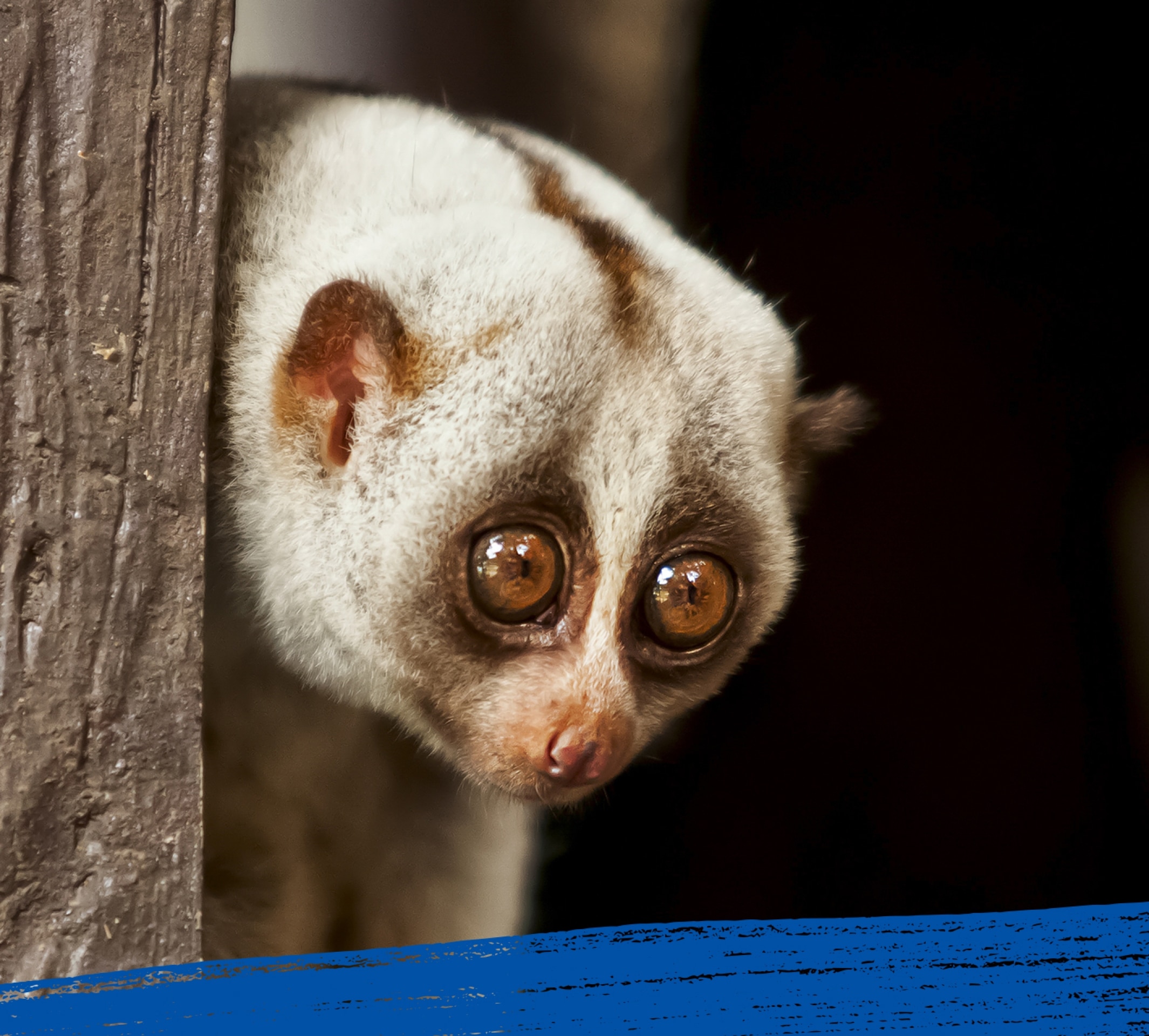 Primer plano de un loris perezoso en su hábitat natural.