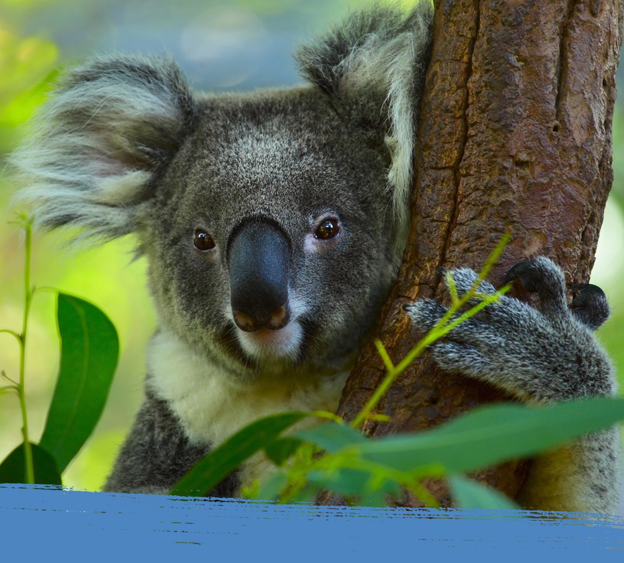 Un koala sentado en un árbol de eucalipto de Australia.