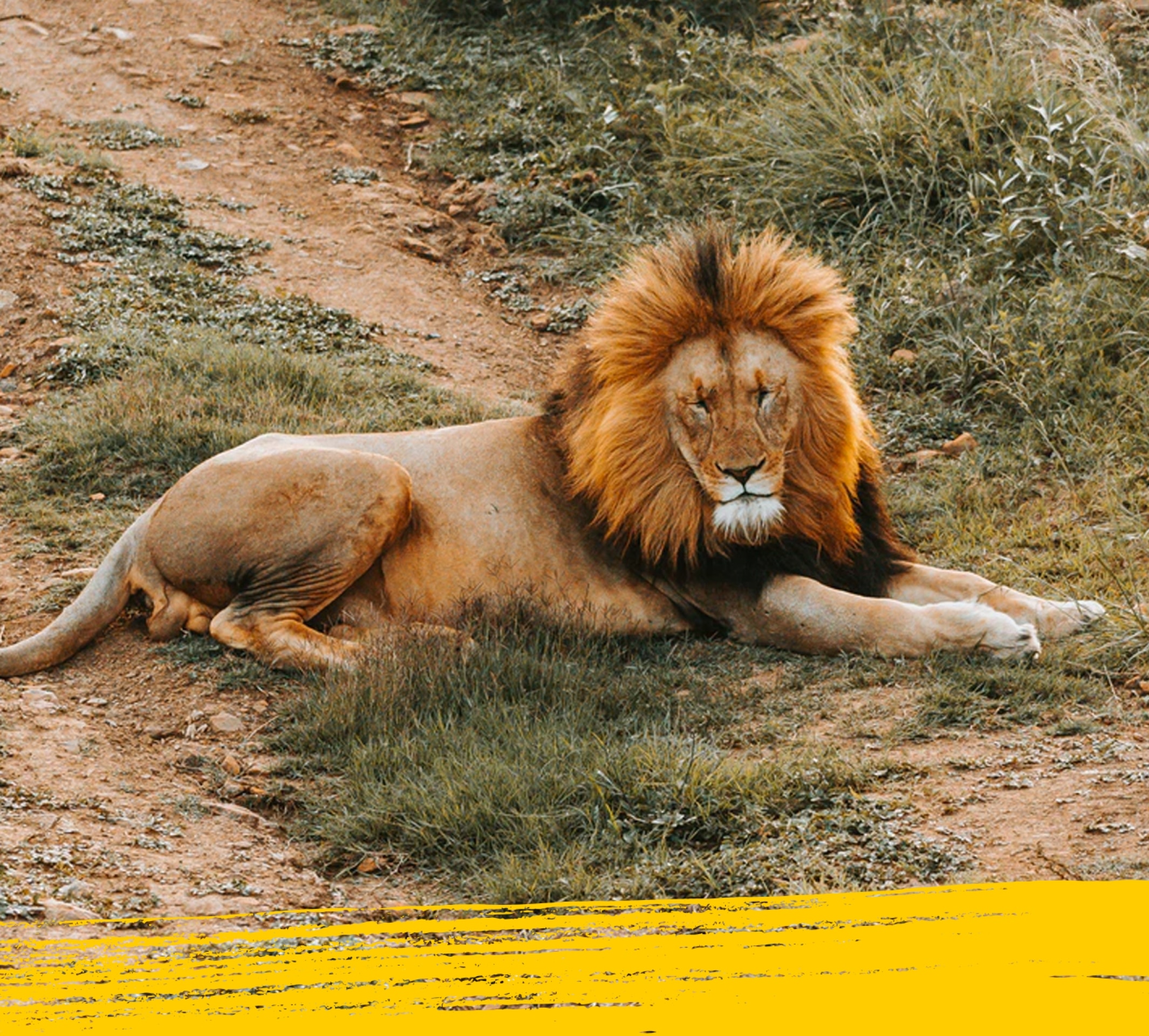 Un león tumbado en su hábitat natural.