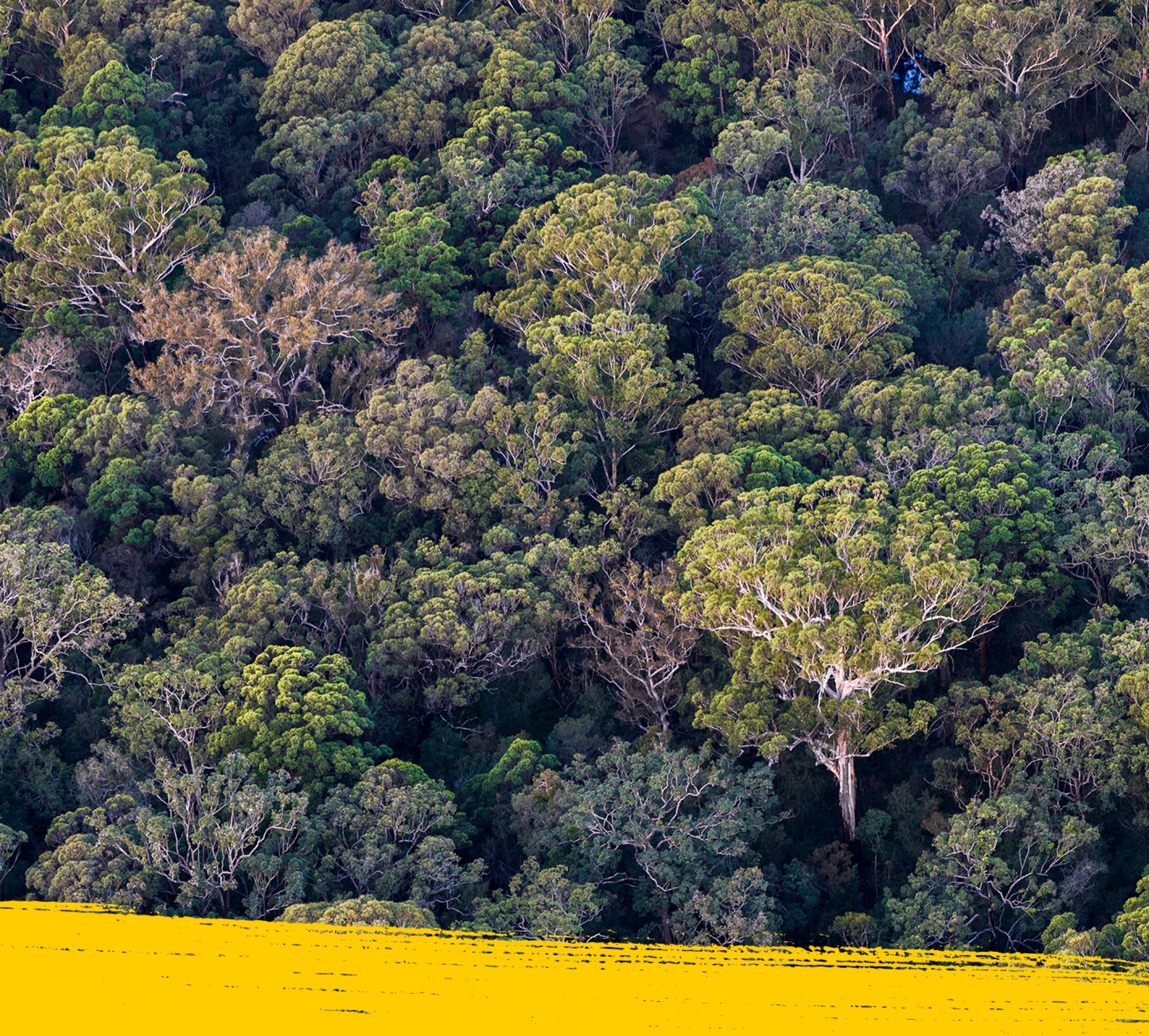 Imagen de la naturaleza australiana a vista de pájaro.