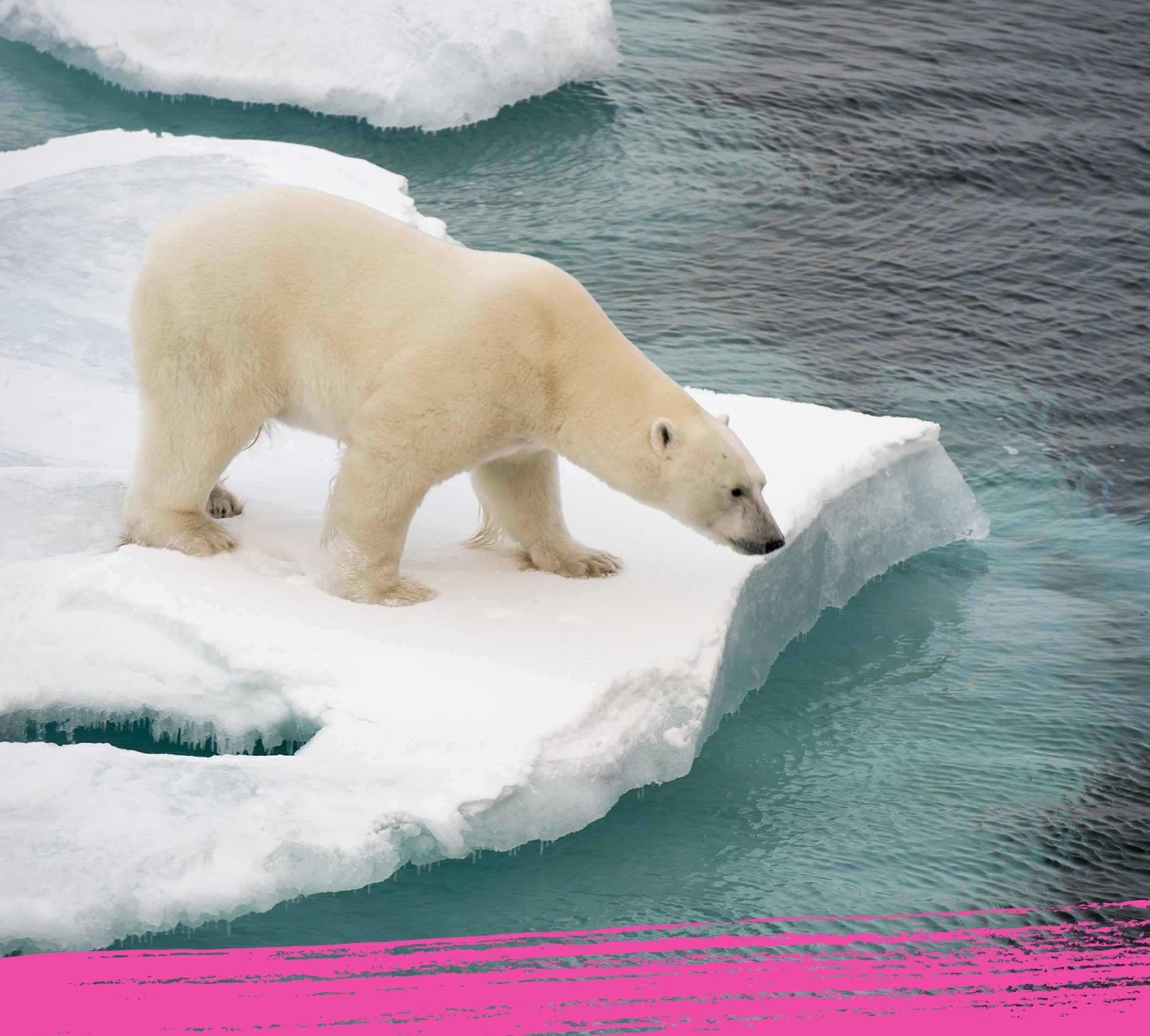 Un oso polar busca agua en su hábitat.