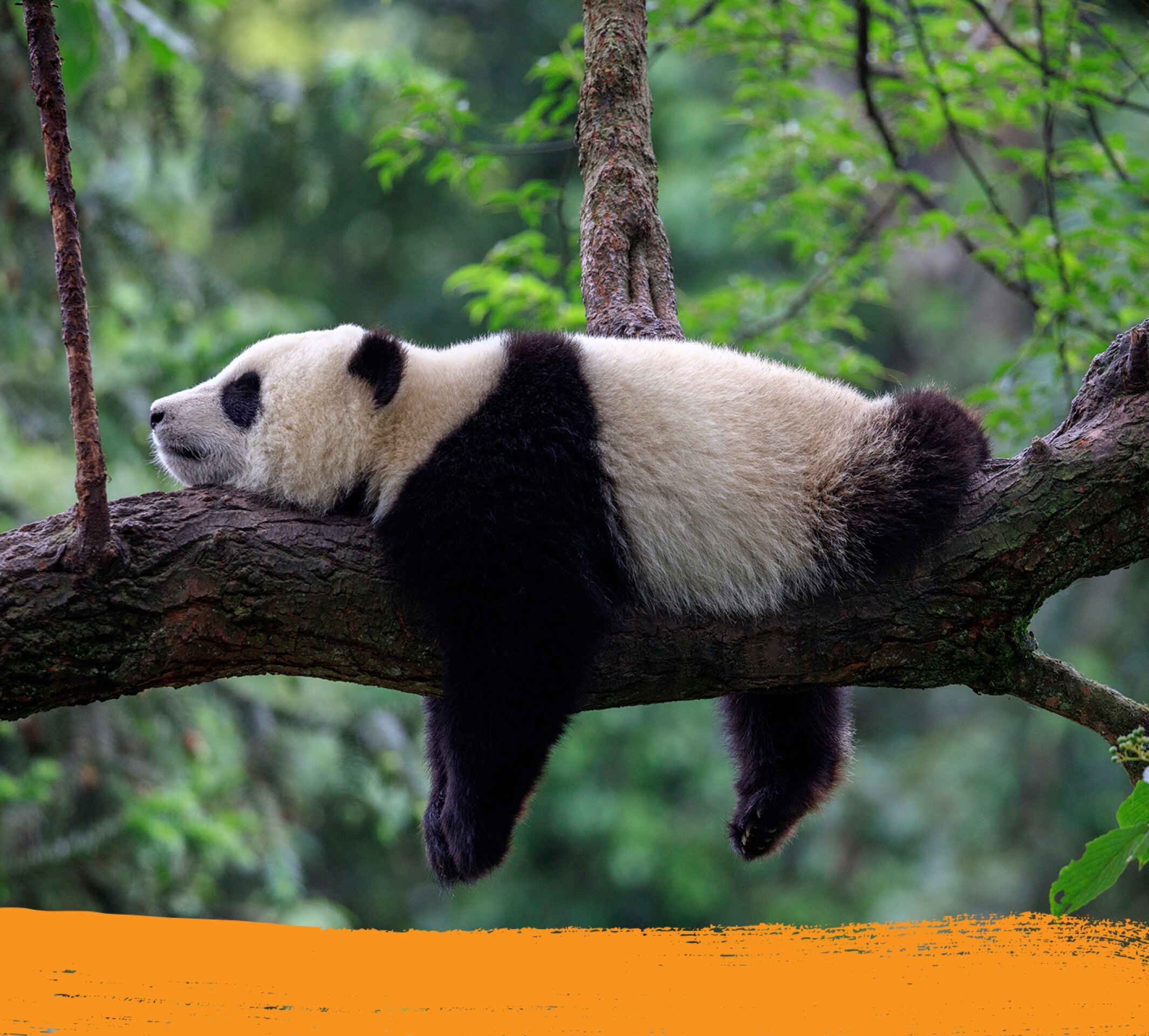 Un panda duerme sobre una rama en su hábitat natural.