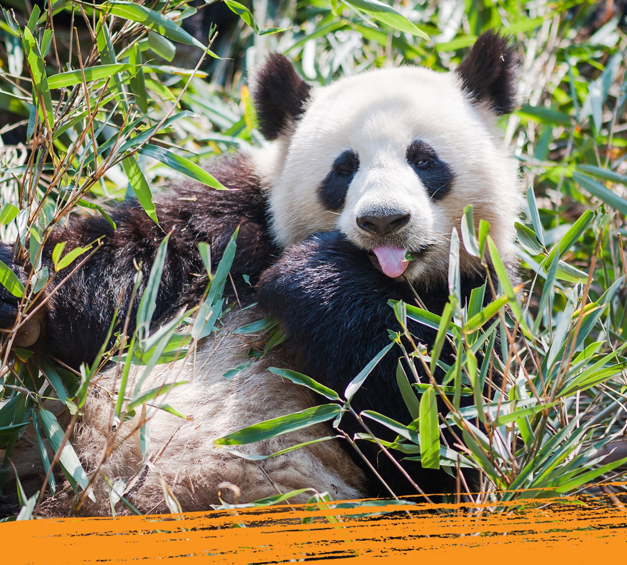 Un panda gigante en su hábitat natural.