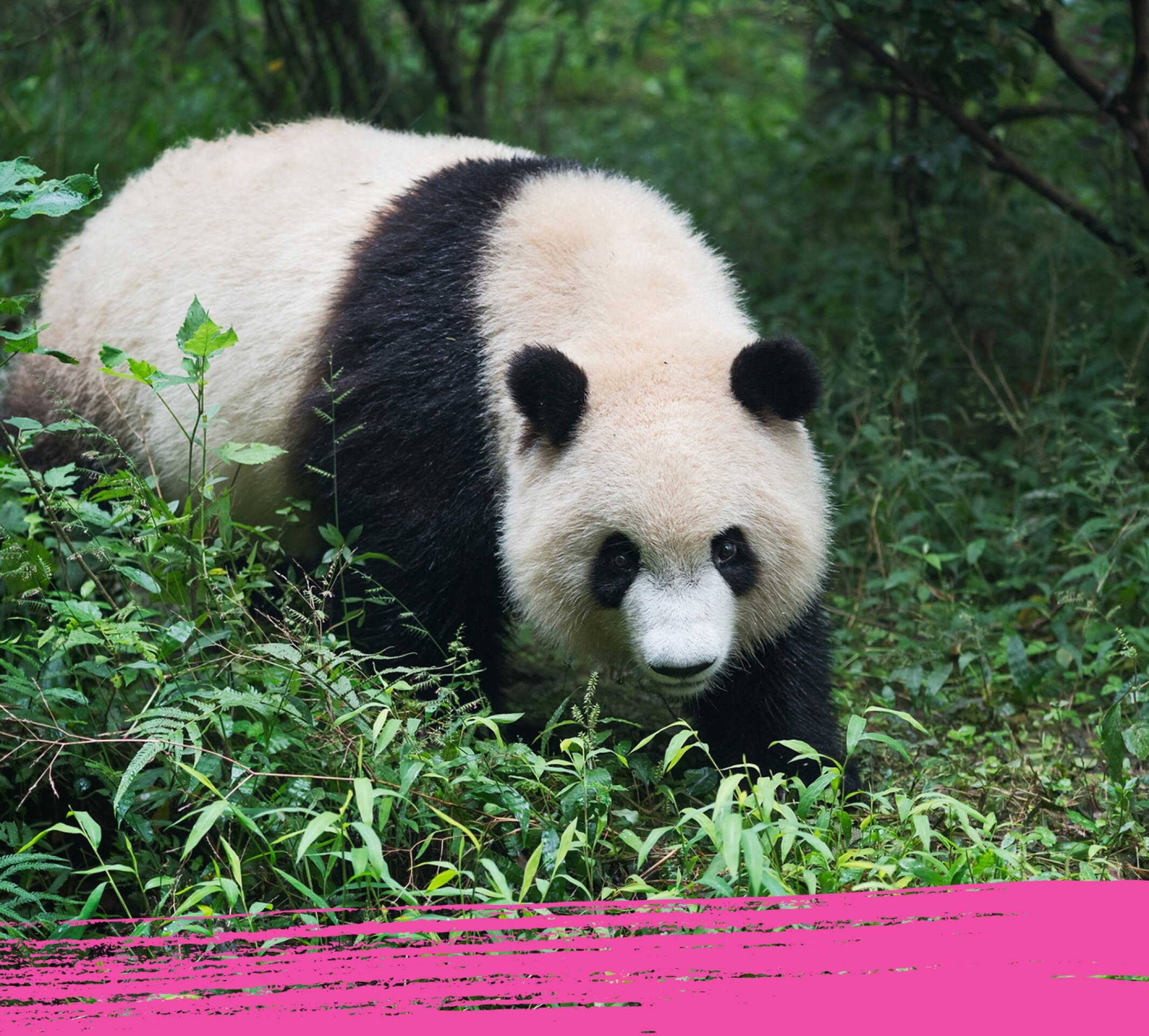 Un panda gigante marca su territorio.