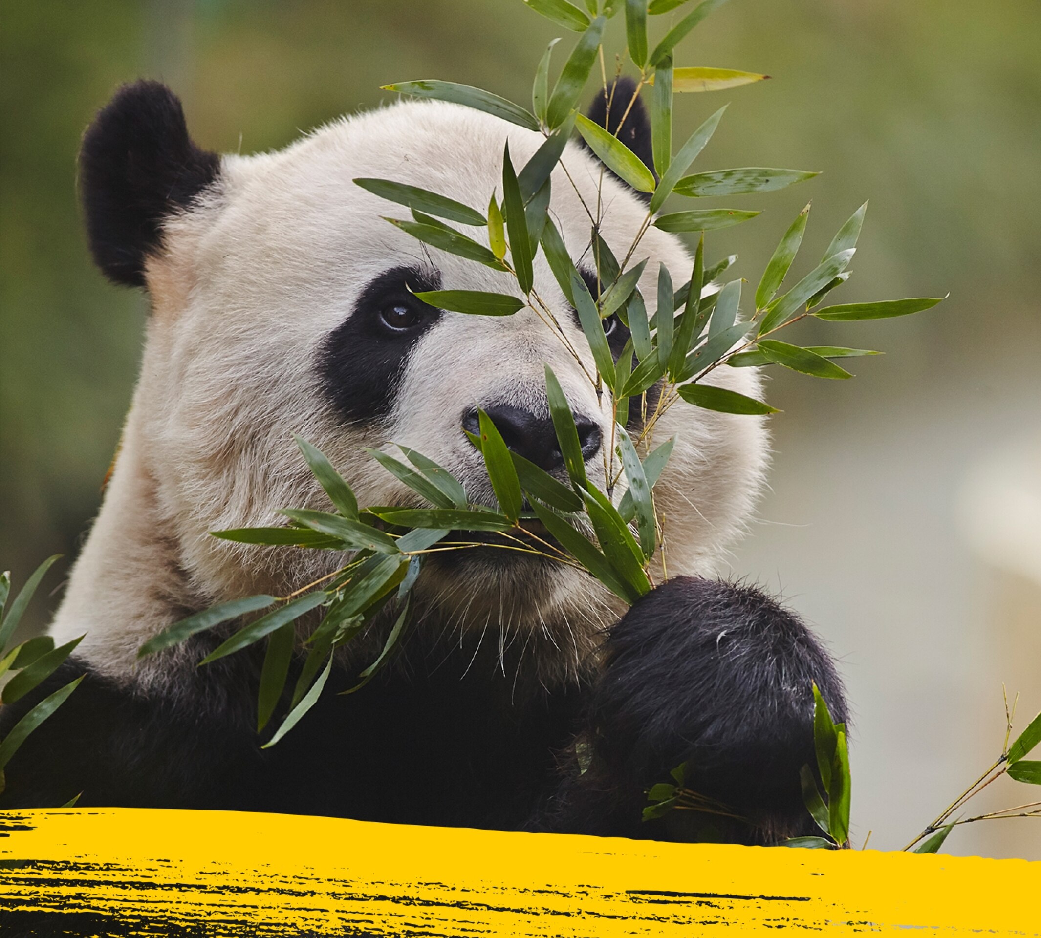 Un panda gigante mastica bambú, su comida favorita.