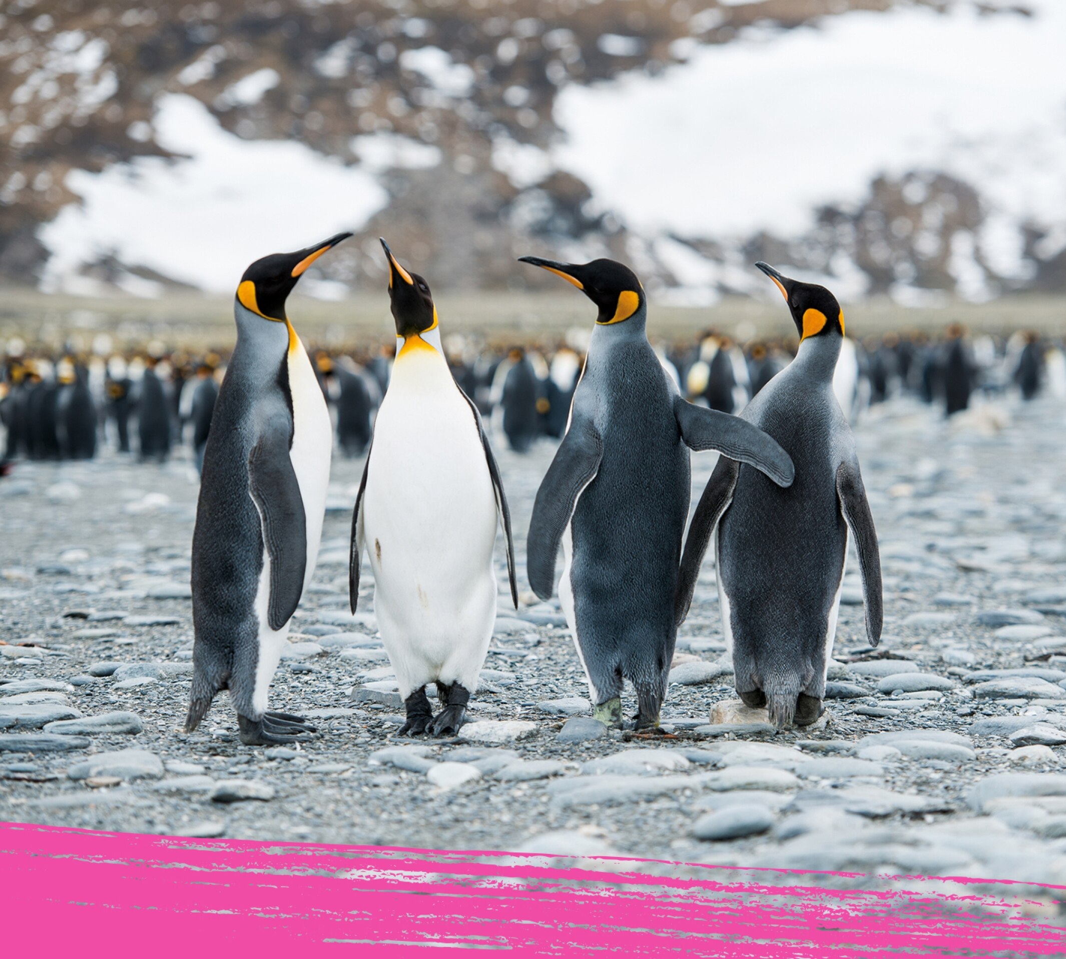 Un grupo de pingüinos emperador bien juntos.