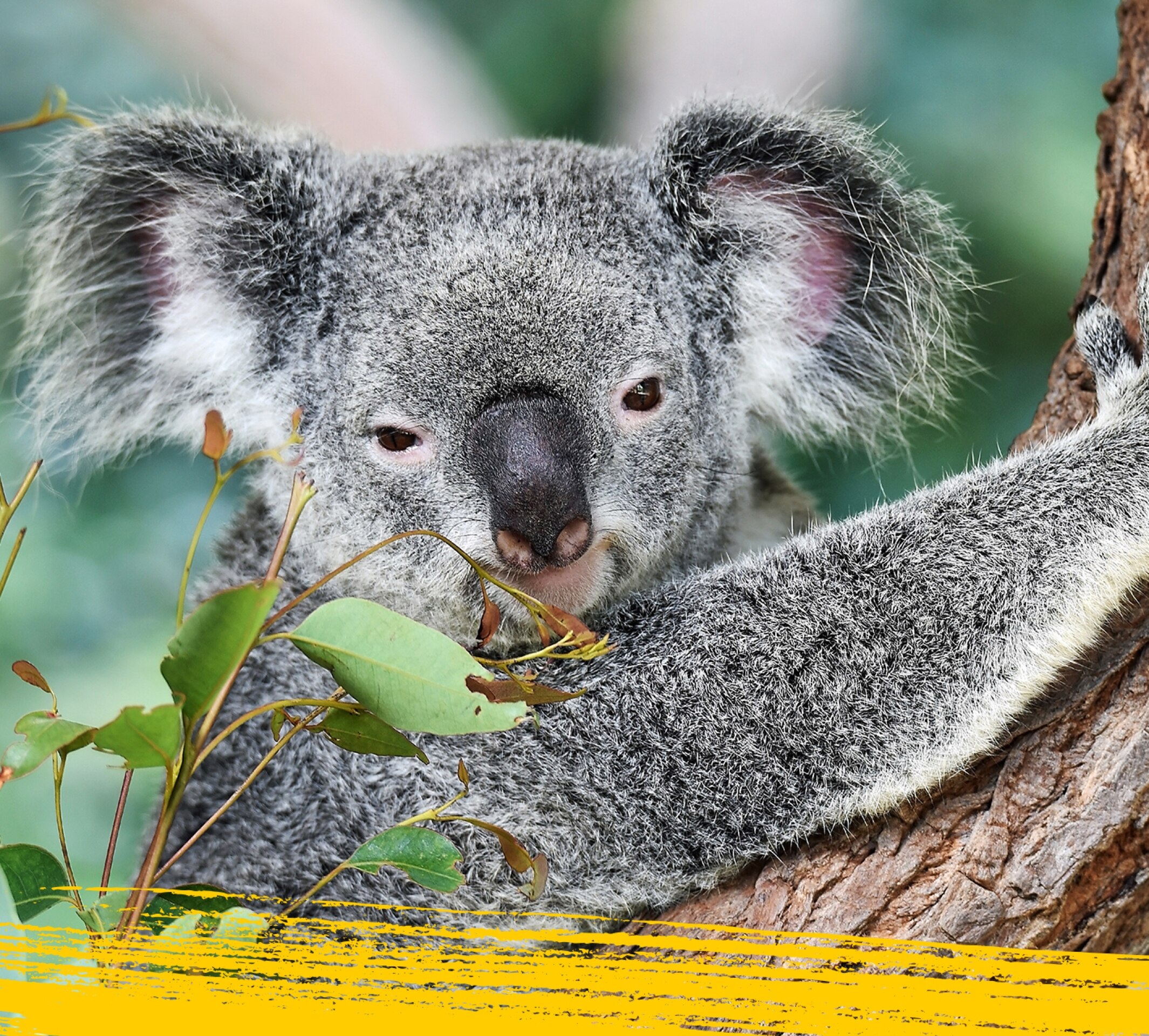 Primer plano de la cara de un koala.