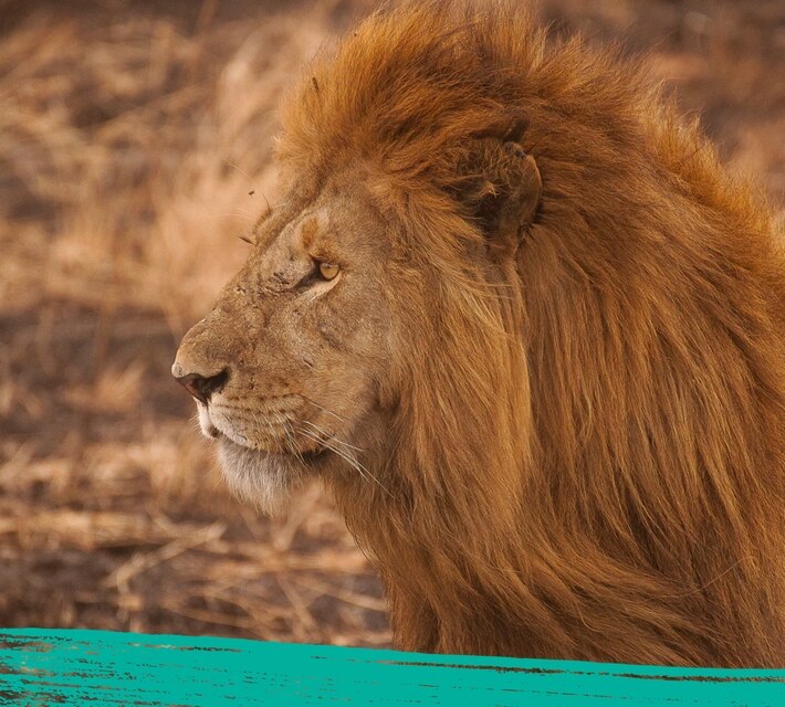 Primer plano de un león en su hábitat natural.