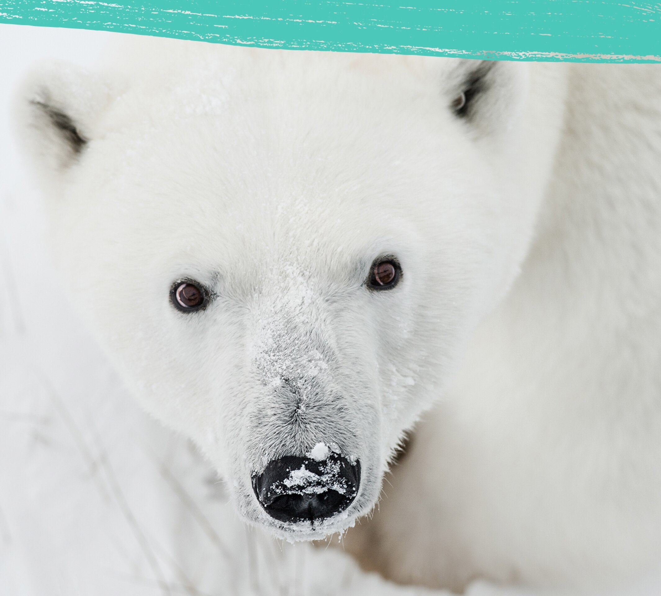 Primer plano de un oso polar.
