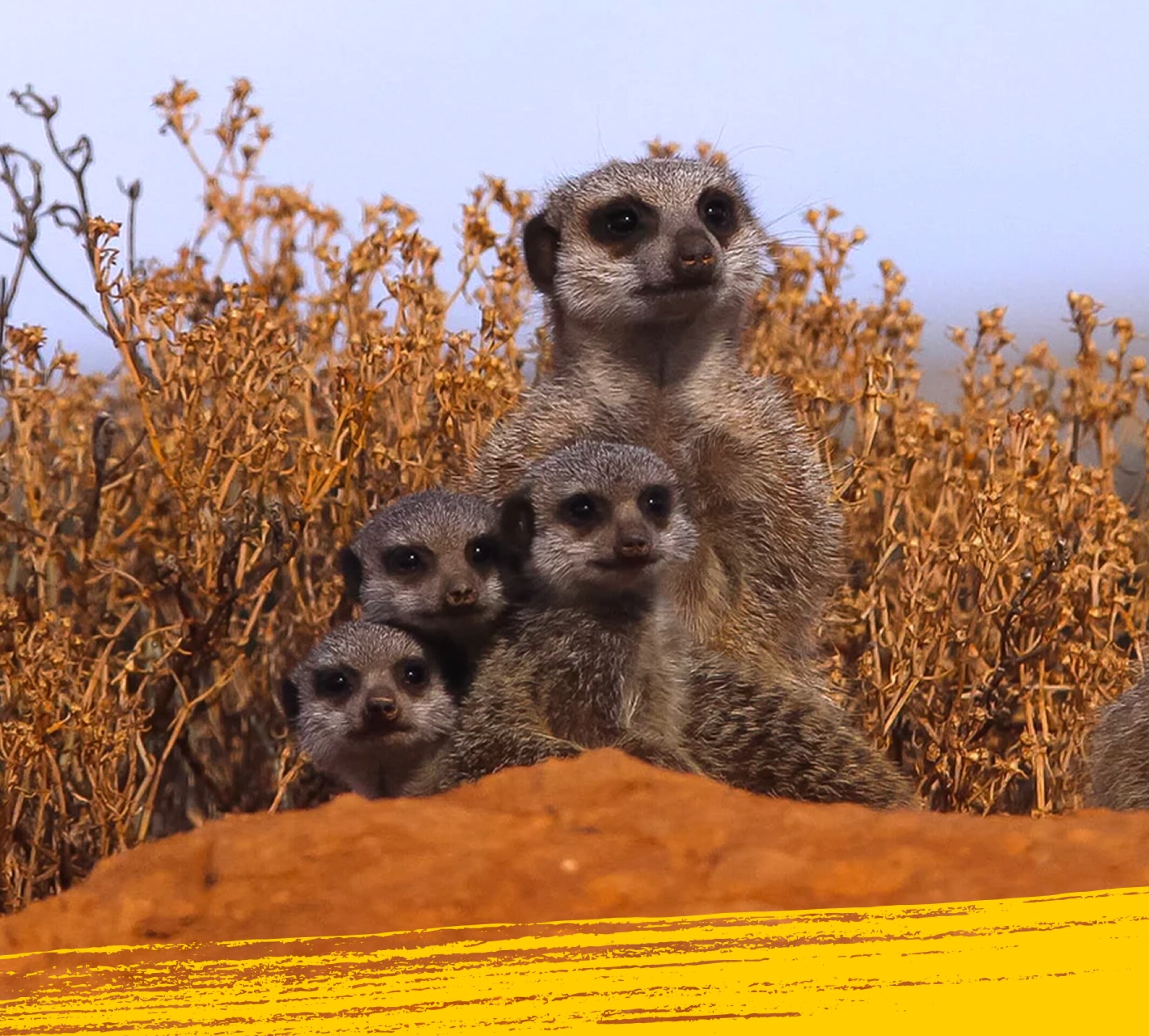 Una suricata y sus crías sobre un montículo rojo.