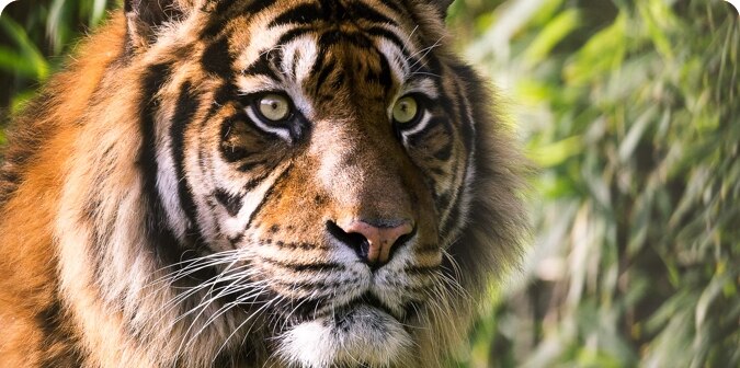 Tigre