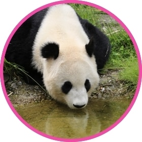 Un panda gigante bebe agua del río.