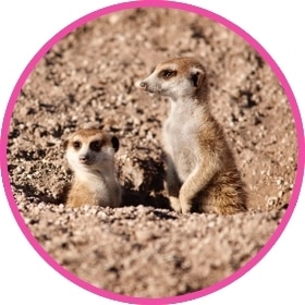 Una adorable familia de suricatas tras una lluvia en el desierto.