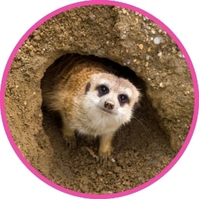 Una adorable suricata asoma la cabeza de su madriguera.