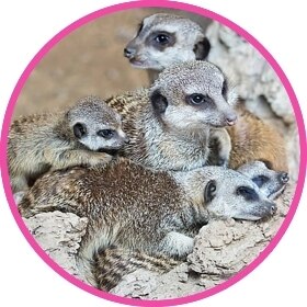 Un cachorro de suricata muy mono rodeado por su familia.