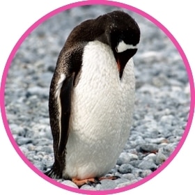 Un pingüino trata de camuflarse con la nieve.