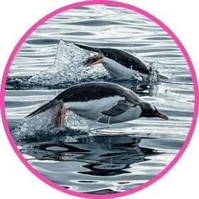Un grupo de pingüinos nadan en el agua.