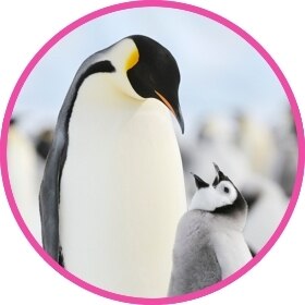 Un pingüino emperador observa a su polluelo.
