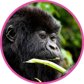 Un gorila come su comida favorita en la jungla.