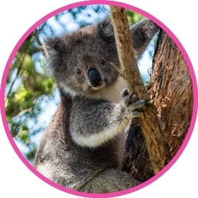 Un koala abraza un árbol.
