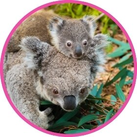 Un koala come hojas con su cría en la cabeza.