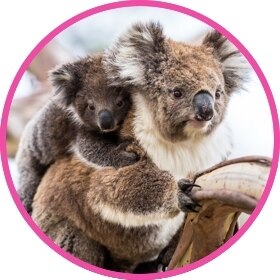 Un adorable koala lleva a su bebé en la espalda.