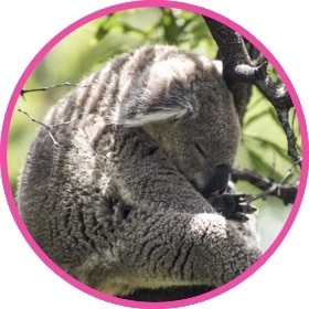Un koala muy mono duerme en un árbol.