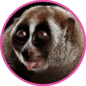Un loris perezoso saca la lengua.