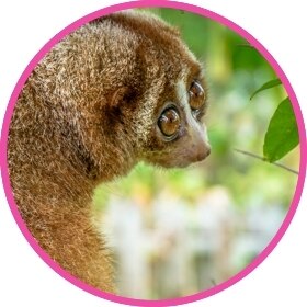 Un loris perezoso trata de apagar su sed comiendo insectos y flores.