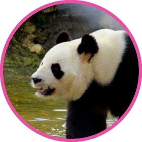 Un panda gigante camina cerca del agua del río.