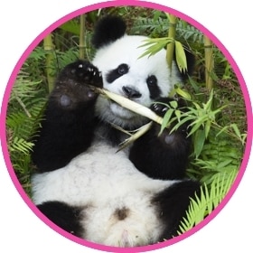 Un oso panda algo torpe come brotes de bambú.